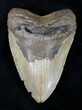 Megalodon Tooth - North Carolina #20554-1